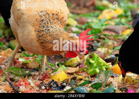 A New Hampshire Red chicken hen foraging through kitchen scraps and food waste. Stock Photo