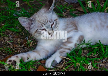 A feral kitten is pictured, May 22, 2023, in Coden, Alabama. Stock Photo