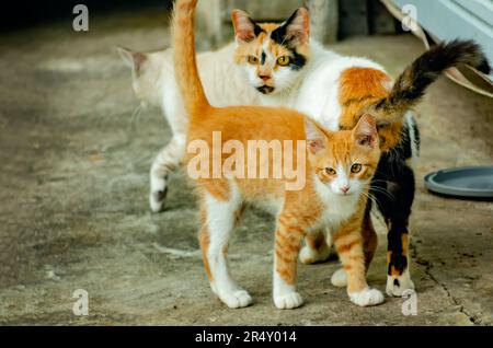 Suzie Q, a pregnant feral cat, interacts with a kitten from a previous litter, May 22, 2023, in Coden, Alabama. Stock Photo