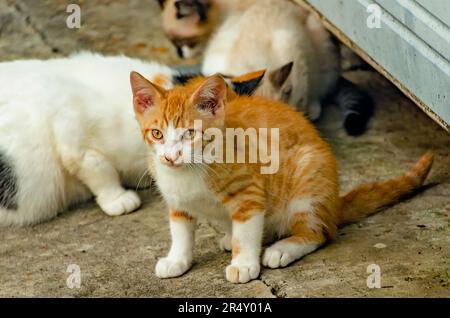 An orange and white feral kitten is pictured, May 17, 2023, in Coden, Alabama. Stock Photo