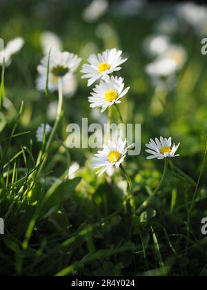 Daisies standing tall in a field Stock Photo