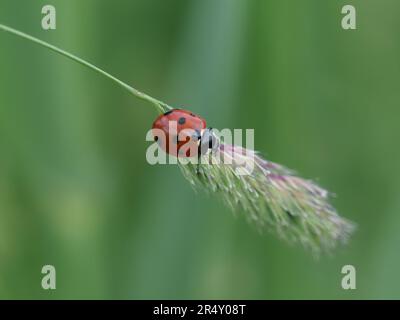 Ladybird on a blade of grass Stock Photo
