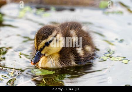 Cute young duckling, only few days old, floating on a lake straight on. Amazing, funny, lovable, lovely, clumsy. Common bird, duck, at a lake. Stock Photo