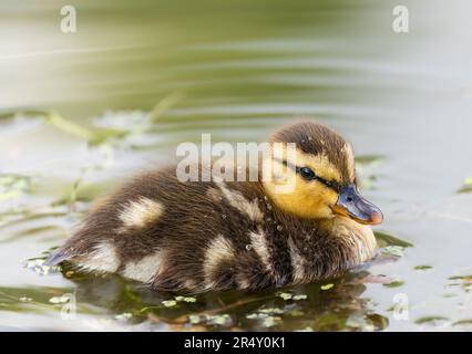 Cute young duckling, only few days old, floating on a lake straight on. Amazing, funny, lovable, lovely, clumsy. Common bird, duck, at a lake. Stock Photo