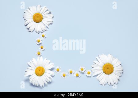 Composition with fresh chamomiles on light background Stock Photo
