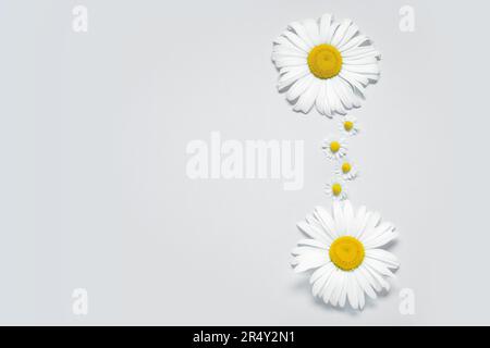 Composition with fresh chamomiles on light background Stock Photo