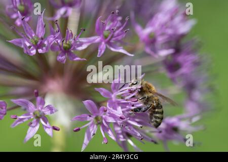 A small honey bee sits on the blossomed flower of purple allium. The bee is looking for pollen Stock Photo