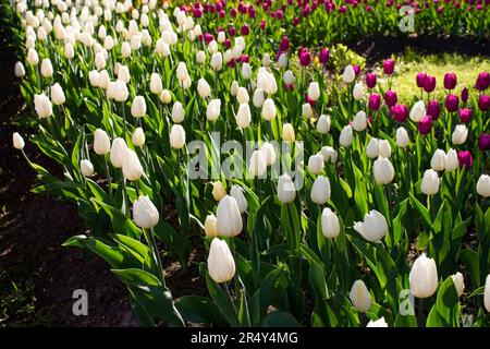 White tulips are growing in a flowerbed in the park. Spring tulip blooms. Landscape design. Stock Photo