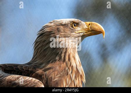 White-Tailed Eagle in Profile Against a Blurred Background Stock Photo