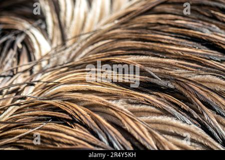 Close-Up of Brown Feathers in Natural Light Stock Photo