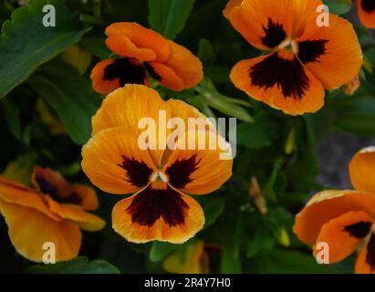 Bright Orange Viola Wittrockianna (Pansy). Beautiful multi-colored flowers pansies. Orange Pansies growing in a garden. Vibrant orange viola cornuta s Stock Photo