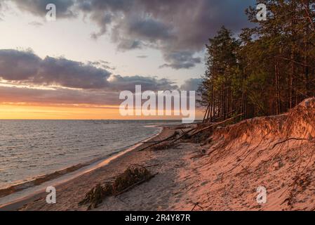 Sunset on the Baltic sea beach in Riga, Latvia. Pine tree forest in the seashore with some fallen trees. Stock Photo