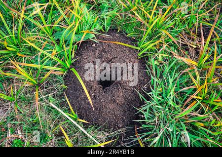 Mole mound in the field with green grass in the background. Stock Photo