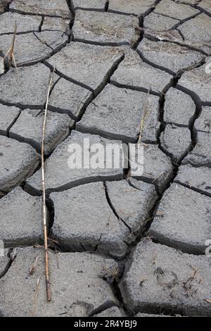 Mucracks in Gordons Pond, Cape Henlopen State Park, Delaware Stock Photo
