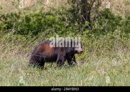 Black bear walking in a field in Cades Cove, Great Smoky Mountains National Park, Tennessee Stock Photo