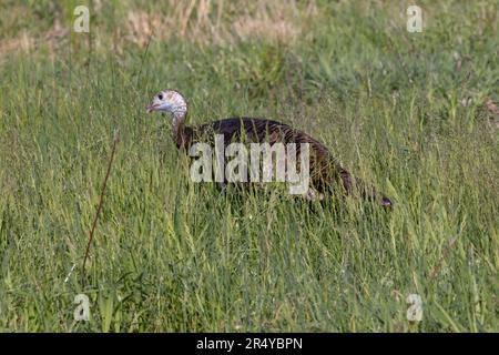 Eastern wild turkey (Meleagris gallopavo silvestris) in a field in Cades Cove, Great Smoky Mountain National Park, Tennessee Stock Photo