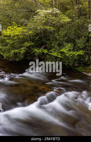 Dogwood blooming in spring along the Oconaluftee River, Great Smoky Mountain National Park, North Carolina Stock Photo
