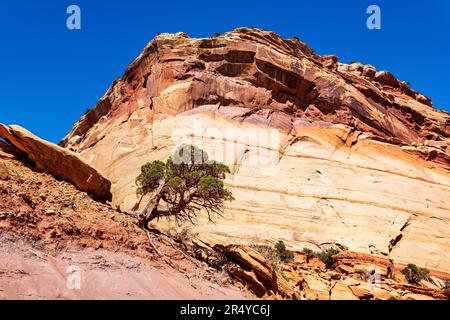 Lone gnarled Juniper Tree; Capital Gorge Trail; Capital Reef National Park; Utah; USA Stock Photo