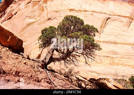 Lone gnarled Juniper Tree; Capital Gorge Trail; Capital Reef National Park; Utah; USA Stock Photo