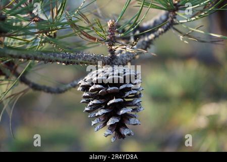 A close-up of details of a pine cone hanging from a branch, surrounded by green needles. Soft, warm tones create a serene forest ambiance. Stock Photo