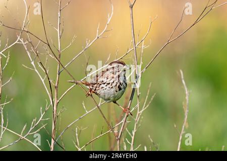 Song Sparrow (Melospiza melodia) with Catterpillars in beak. Stock Photo