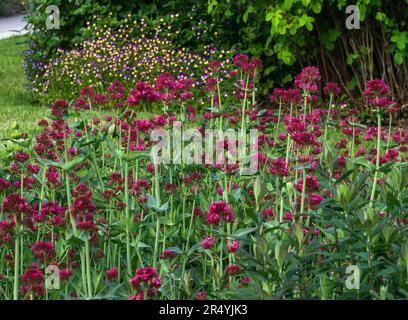 Red Valerian plants growing tall in a well established garden, with wild pansies, bushes, and a grassy area in the background. Stock Photo