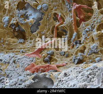 Coloured scanning electron micrograph (SEM) of a bioprinted bone construct on day 9 of cultivation. Stock Photo