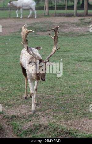 Gray Deer in the Parque Zoologico Lecoq in the capital of Montevideo in Uruguay. Stock Photo