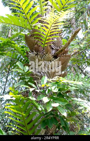 Drynaria quercifolia tree in the rainforest, used to bundle broken bones (stems). The tree grows naturally, usually lives on trees, rarely on rocks in Stock Photo