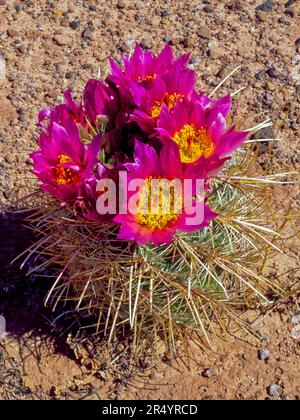 hedgehog cactus in bloom near page, arizona Stock Photo