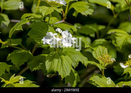 Hydrangea quercifolia, commonly known as oakleaf hydrangea or oak-leaved hydrangea Stock Photo