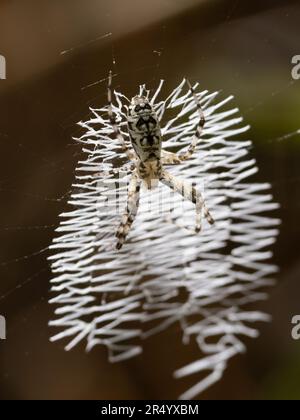 Juvenile black and yellow garden or argiope spider in the center of the stabilimentum portion of its spider web. Stock Photo