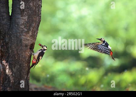 Beautiful natural ecology with a family of colored woodpeckers feeding their hatchlings in a nest in a tree hole during the spring breeding season Stock Photo