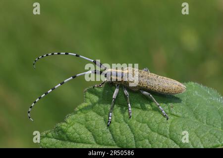 Golden-bloomed Grey Longhorn Beetle Agapanthia villoviridescens Stock Photo