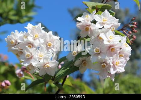 Clustered-flowered Deutzia - Deutzia glomeruliflora Stock Photo
