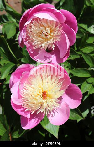 Pink Peonies - Paeonia lactiflora 'Bowl of Beauty' Stock Photo