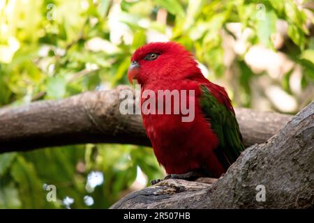 The chattering lory has a red body and a yellow patch on the mantle. The wings and thigh regions are green and the wing coverts are yellow. The tail i Stock Photo