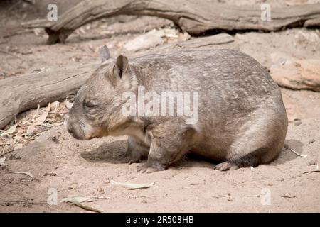The hairy-nosed wombats have softer fur, longer and more pointed ears and a broader muzzle fringed with fine whiskers then common wombats. They are ge Stock Photo