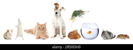 Group of different domestic animals on white background, collage