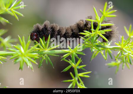 Weißfleck-Widderchen, Weißfleckwidderchen, Weissfleck-Widderchen, Weissfleck-Widderchen, Weißfleckenwidderchen, Ringelwidderchen, Ringel-Widderchen, R Stock Photo