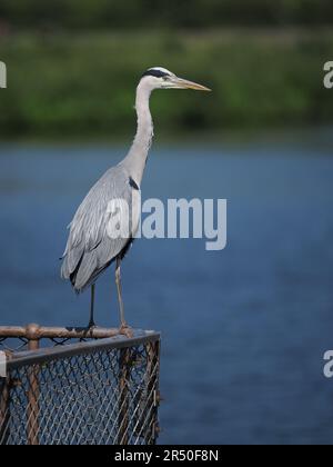 A little unusual for a heron to fly with prey rather than consume it where it was caught. Stock Photo