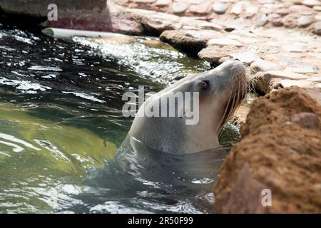 Sea lions are characterized by external ear flaps, long fore flippers, and a big chest and belly. They have short, thick fur, covering a thick layer o Stock Photo