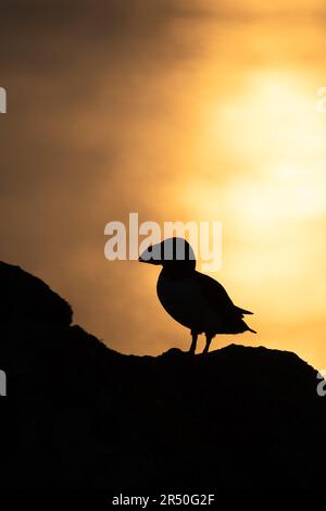 Silhouette of an Atlantic Puffin (Fratercula arctica) standing on a cliff at sunset - Skomer Island, Pembrokeshire, Wales, UK Stock Photo