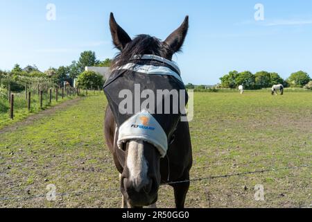 A horse wears a fly guard to protect it from fly and other insect bites. Stock Photo