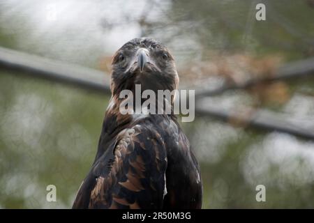 The Wedge-tailed Eagle is a dark brown-black color. The beak of the Wedge-tailed Eagle is pale cream. Stock Photo