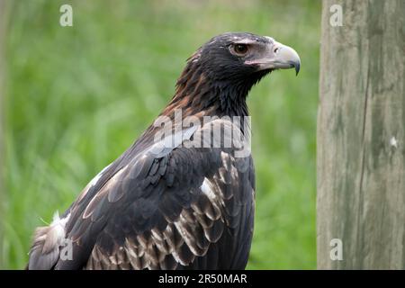 The Wedge-tailed Eagle is a dark brown-black color. The beak of the Wedge-tailed Eagle is pale cream. Stock Photo