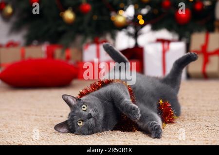 Cute cat with colorful tinsel in room decorated for Christmas Stock Photo