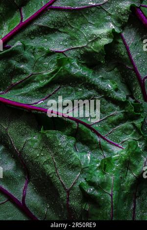 Beet leaves Stock Photo