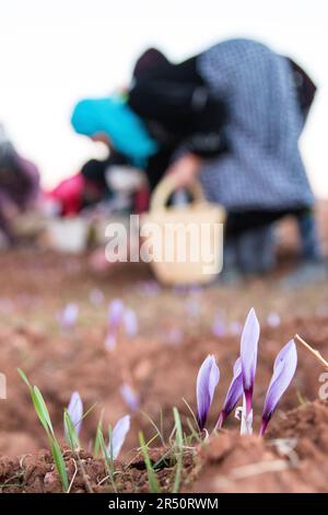 Saffron Blooms Harvest by Women Farmers in Taliouine, Morocco, in the Early Morning Light Stock Photo