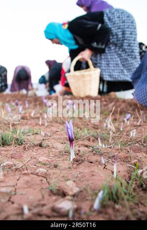 Women Saffron Growers in Taliouine, Morocco, Picking Blooms Before Sunrise Stock Photo